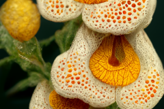 Calceolaria Uniflora