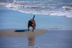 Malibu Dog Beach