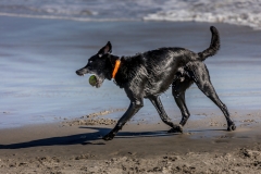 Malibu Dog Beach