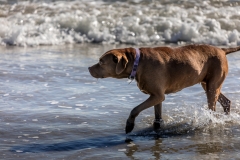 Malibu Dog Beach