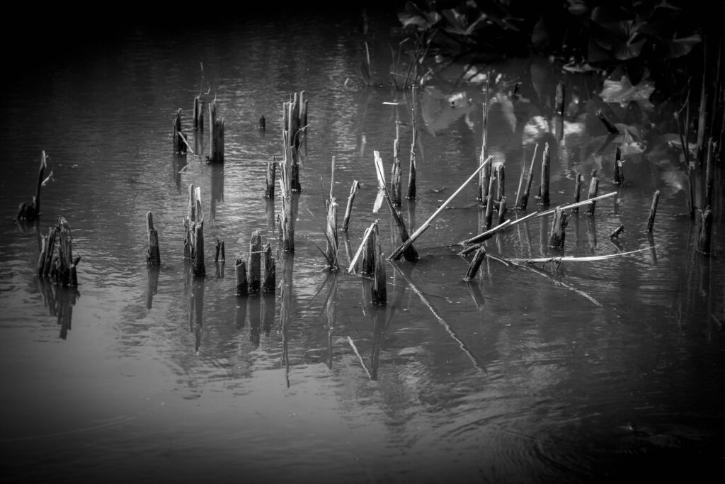 John Heinz National Wildlife Refuge at Tinicum