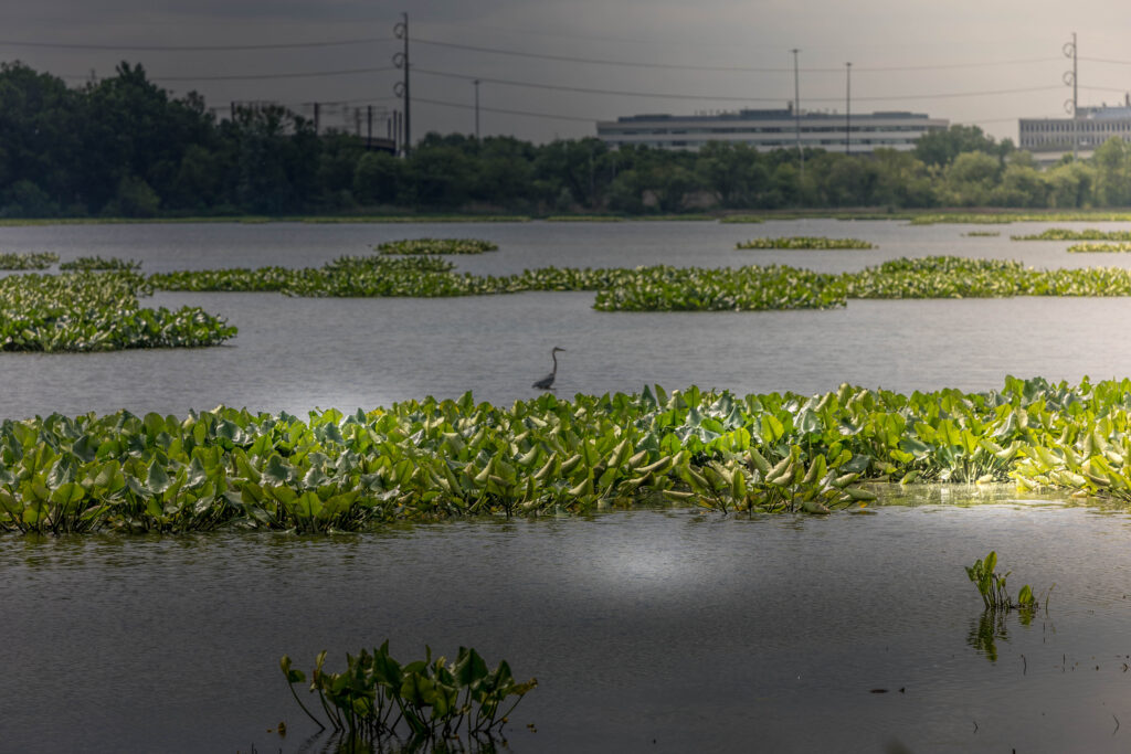 John Heinz National Wildlife Refuge