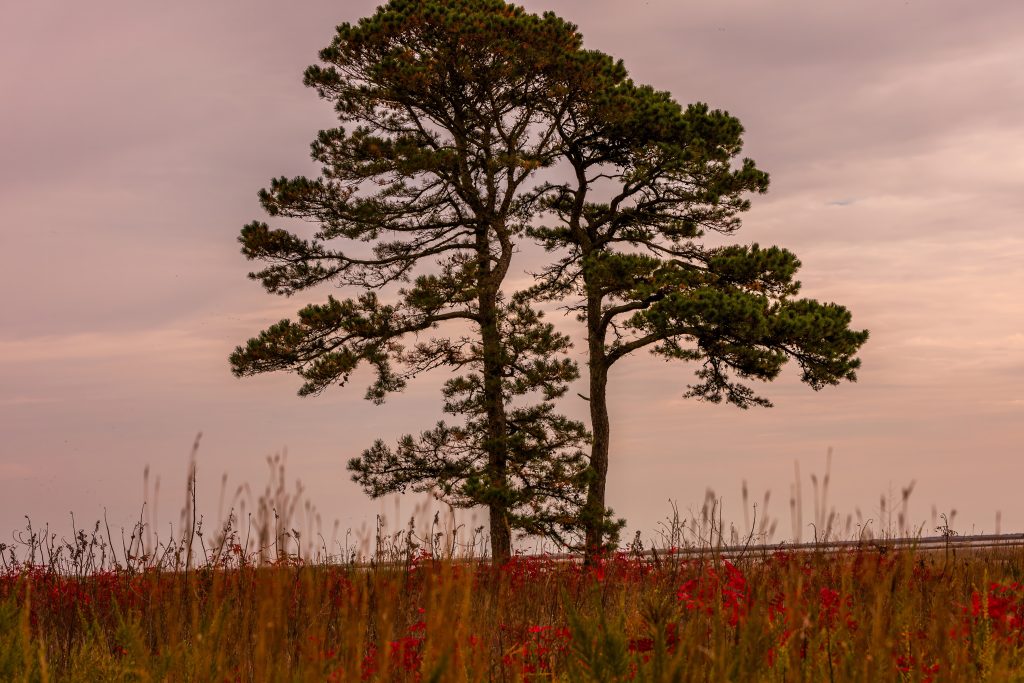 Edwin B. Forsythe National Wildlife Refuge