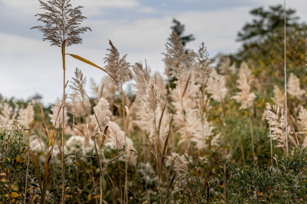 Edwin B. Forsythe National Wildlife Refuge