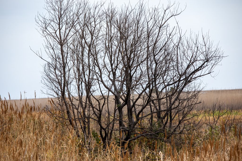 Edwin B. Forsythe National Wildlife Refuge