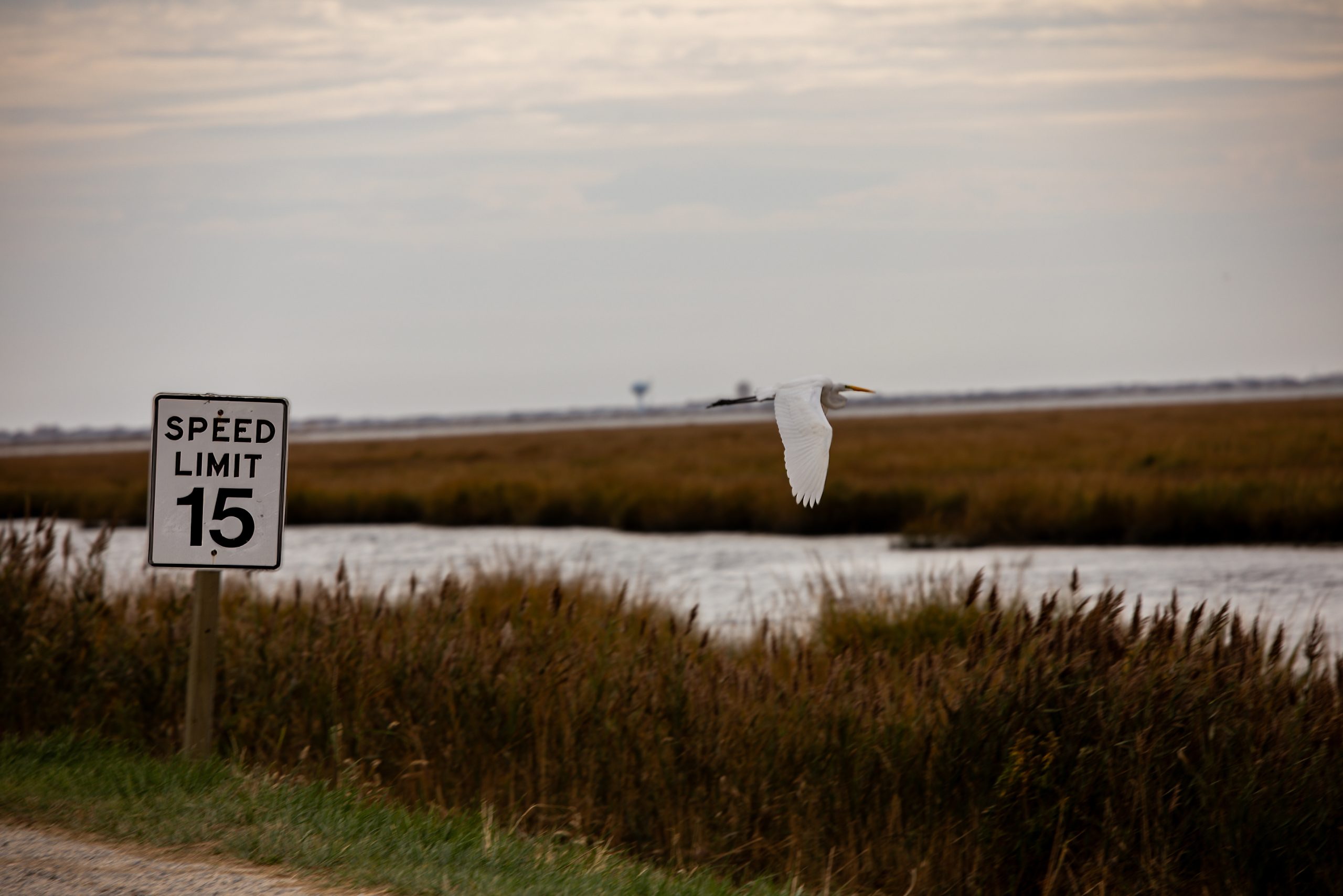 Edwin B. Forsythe National Wildlife Refuge