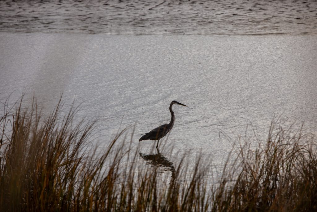 Edwin B. Forsythe National Wildlife Refuge