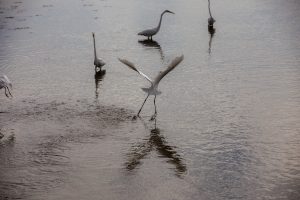 Edwin B. Forsythe National Wildlife Refuge