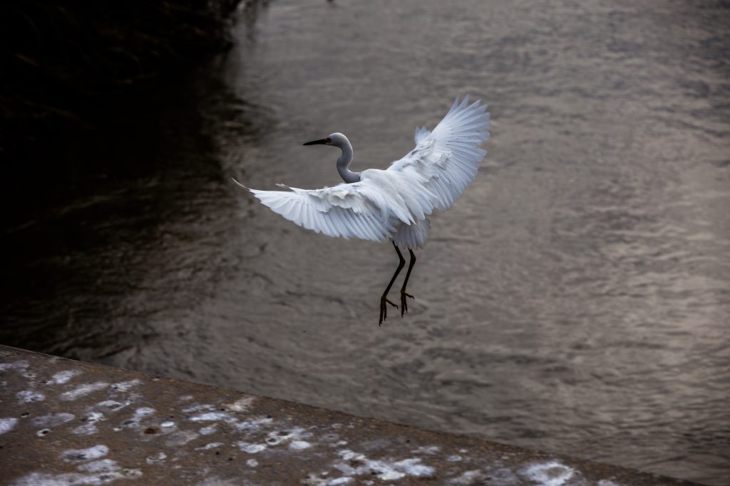 Edwin B. Forsythe National Wildlife Refuge